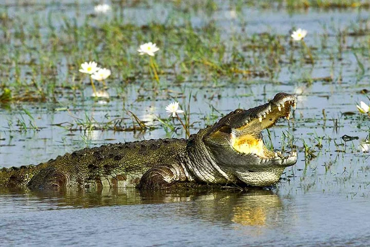 A crocodile resting beside the water with its jaws open