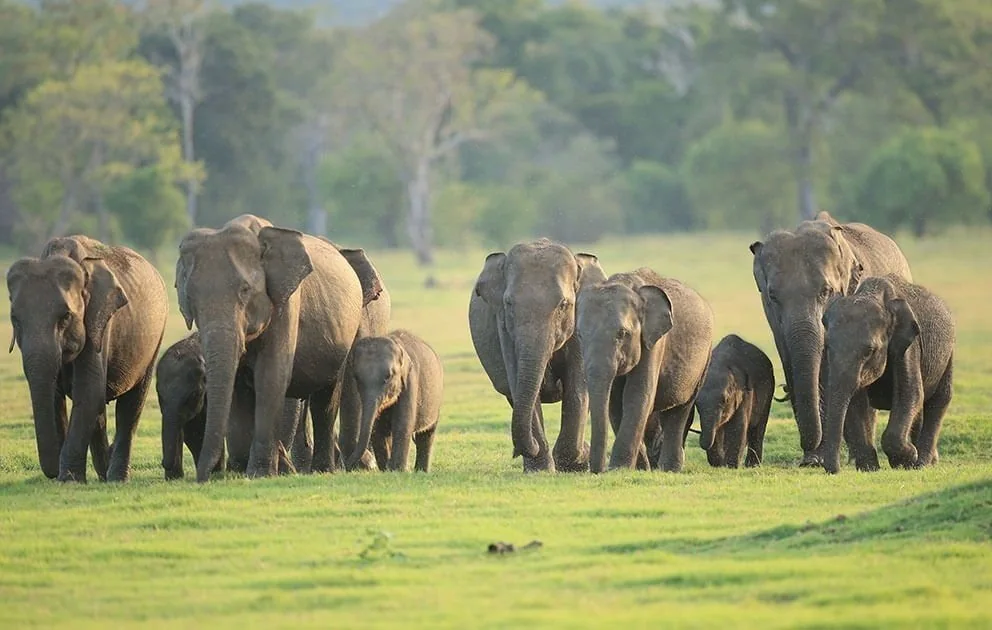 A herd of elephants with calves walking across grassland