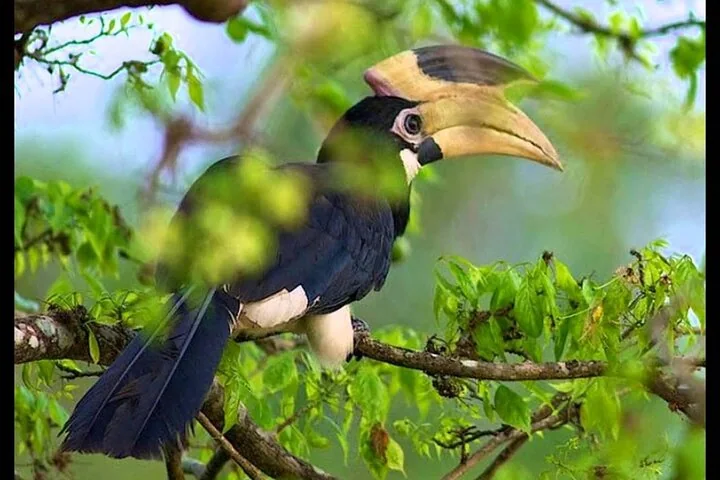 A hornbill perched among leafy branches