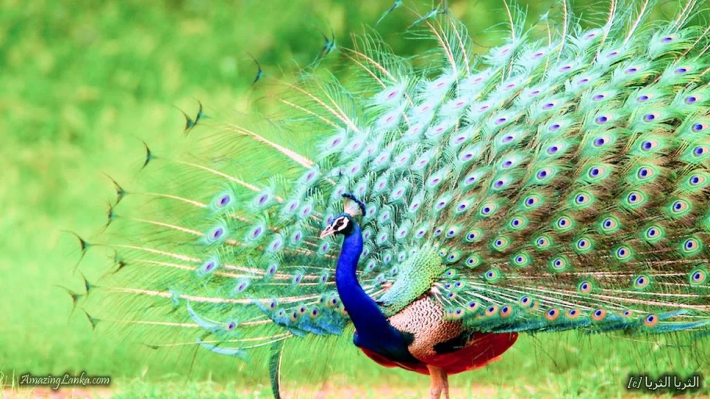 Close view of a peacock and its iridescent green tail feathers