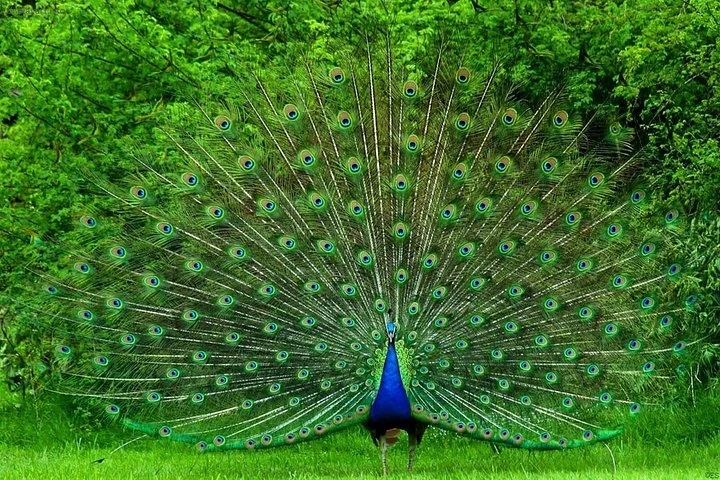 A blue peacock with its full tail fanned out against green woodland