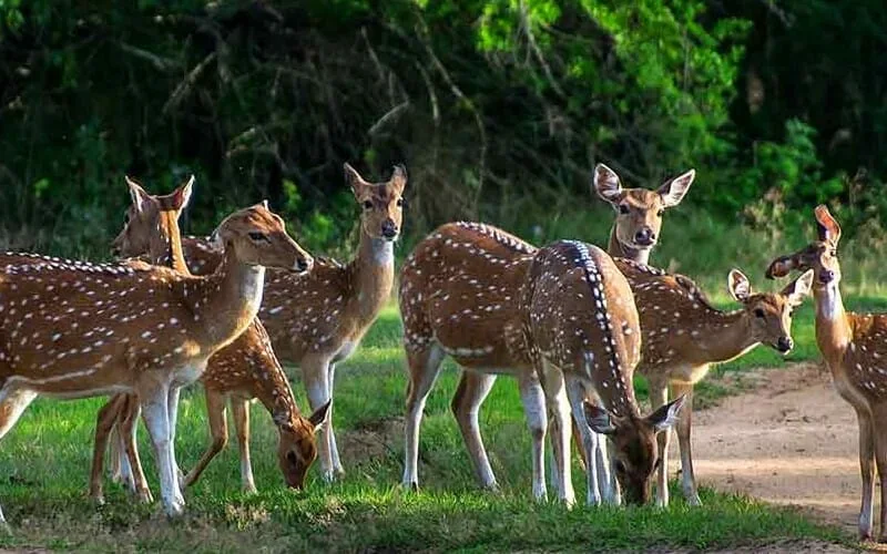 A group of spotted deer at the edge of woodland